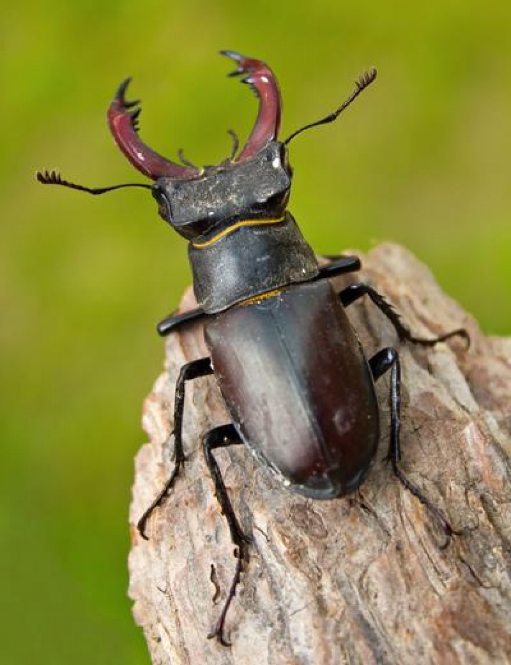 ~A Giant Stag Beetle~ by Sean T Phelan