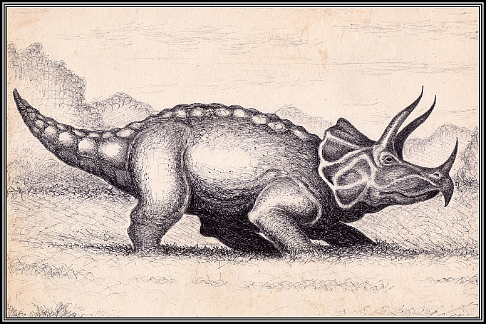 male triceratops