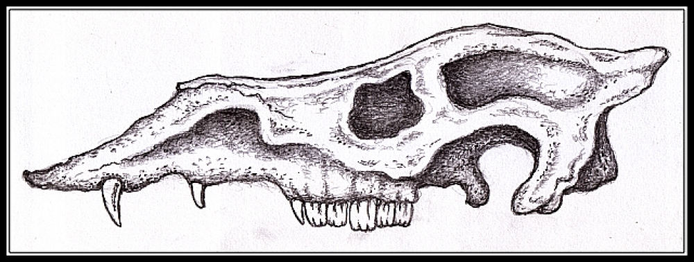 The Skull of 'The High Camel' by Sean T Phelan