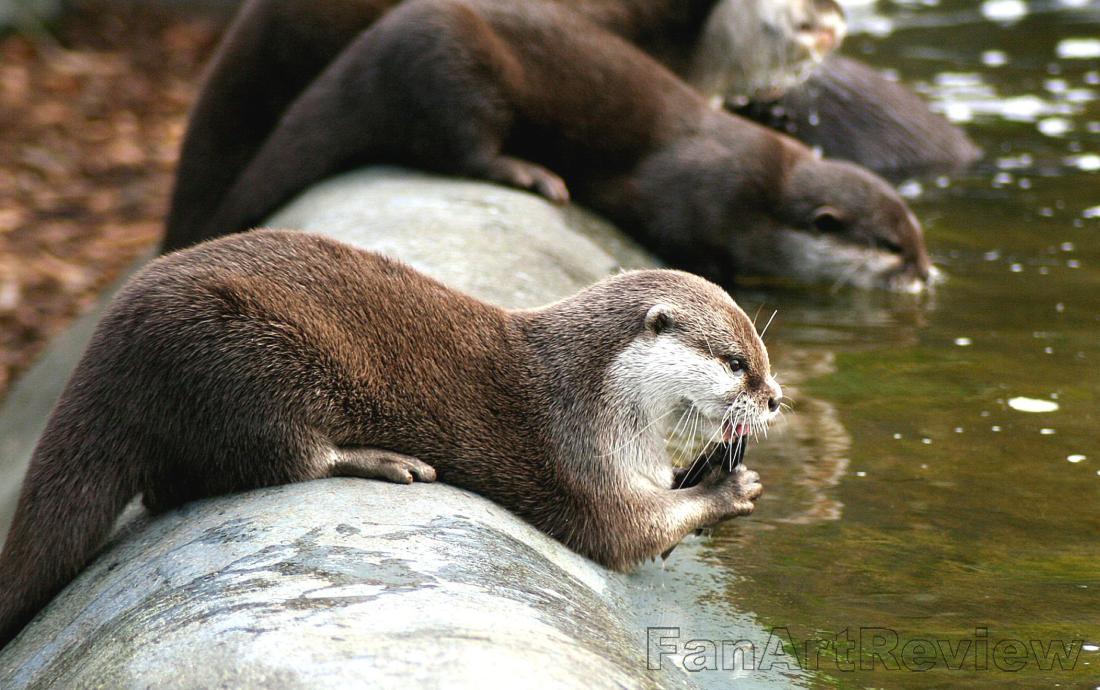 Otter feeding time by emhcee