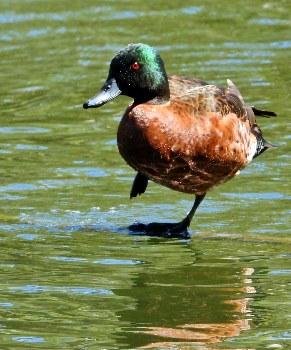 Duck - Chestnut Teal by Zilyram