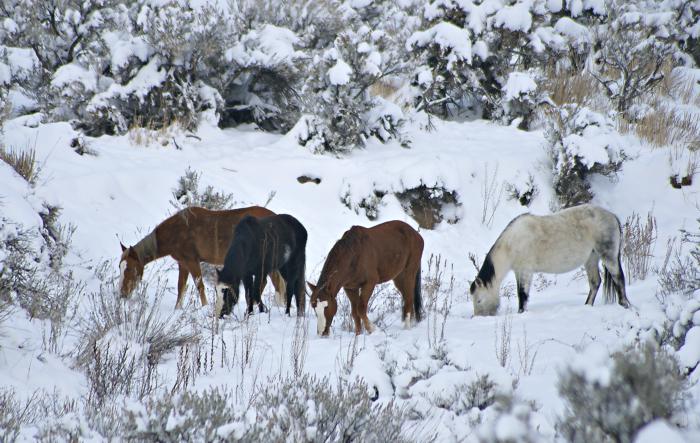 Wild horses in snow by gmink