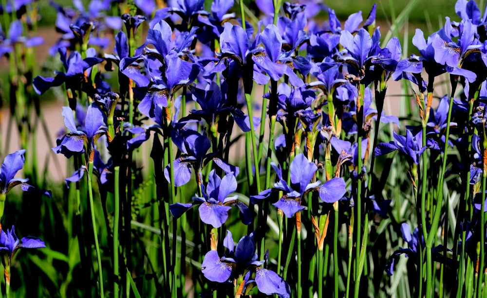 haiku (blue irises bask) by June Sargent