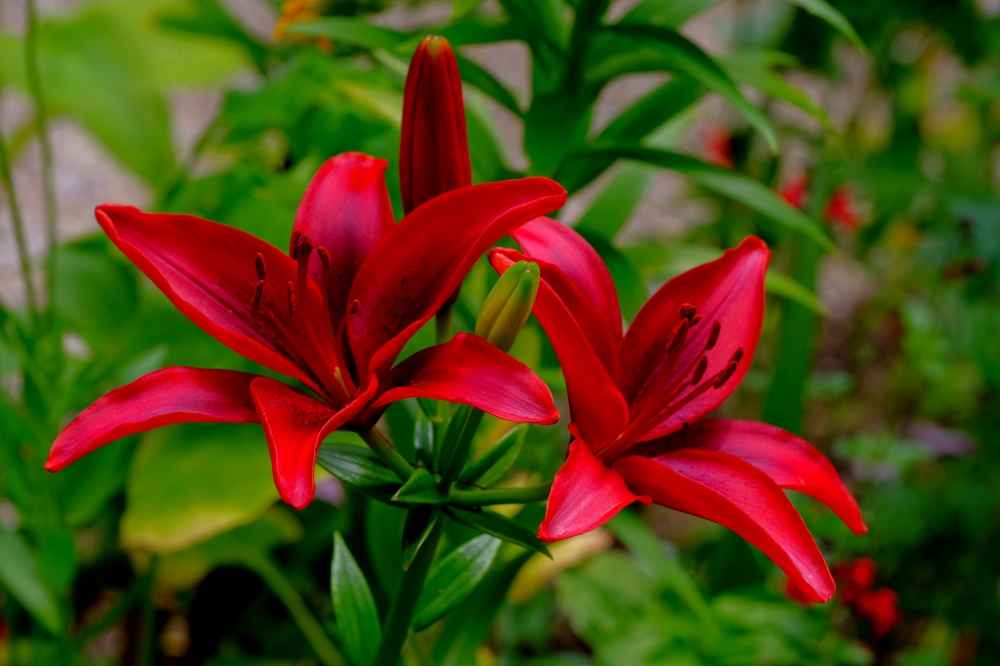 Deep Red Lily Flowers By Supergold   W 321120 550941.JPG