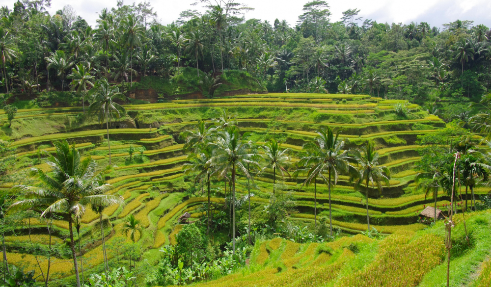 traditional rice field in Bali by supergold