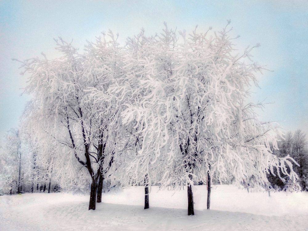 More Frosty Trees By Alaskapat