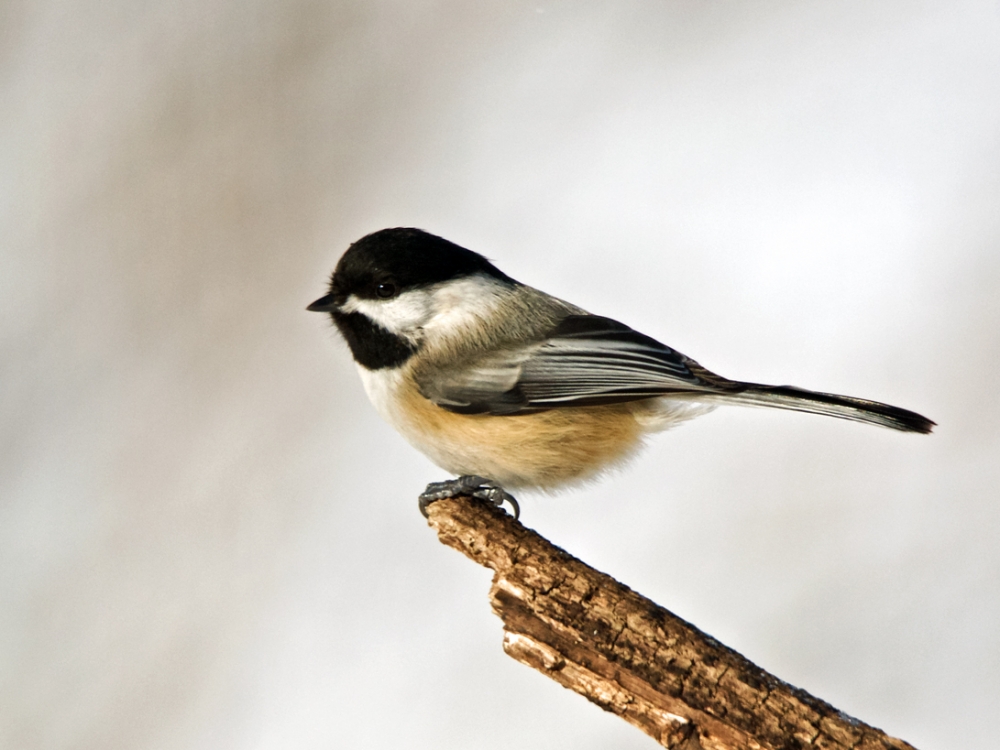 precarious perch by michiganmike