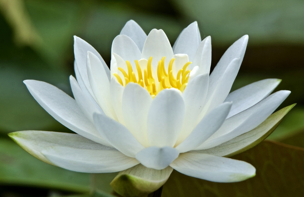 water-lily-in-white-by-michiganmike