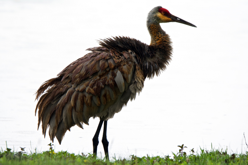 Unkempt feathers by michiganmike