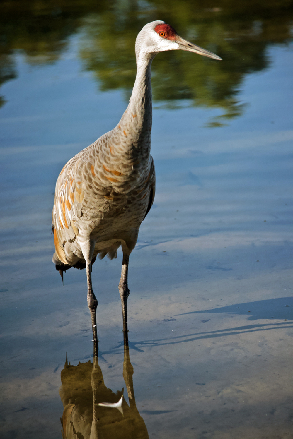 crane with floating feather by michiganmike