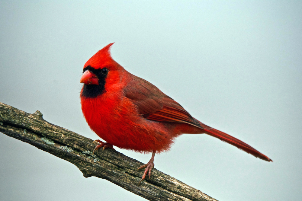 Cardinal, thanksgiving 19 by michiganmike