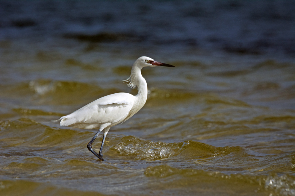 white wader by michiganmike