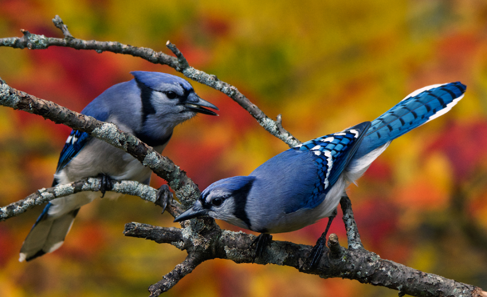 Autumn Bluejays By Michiganmike