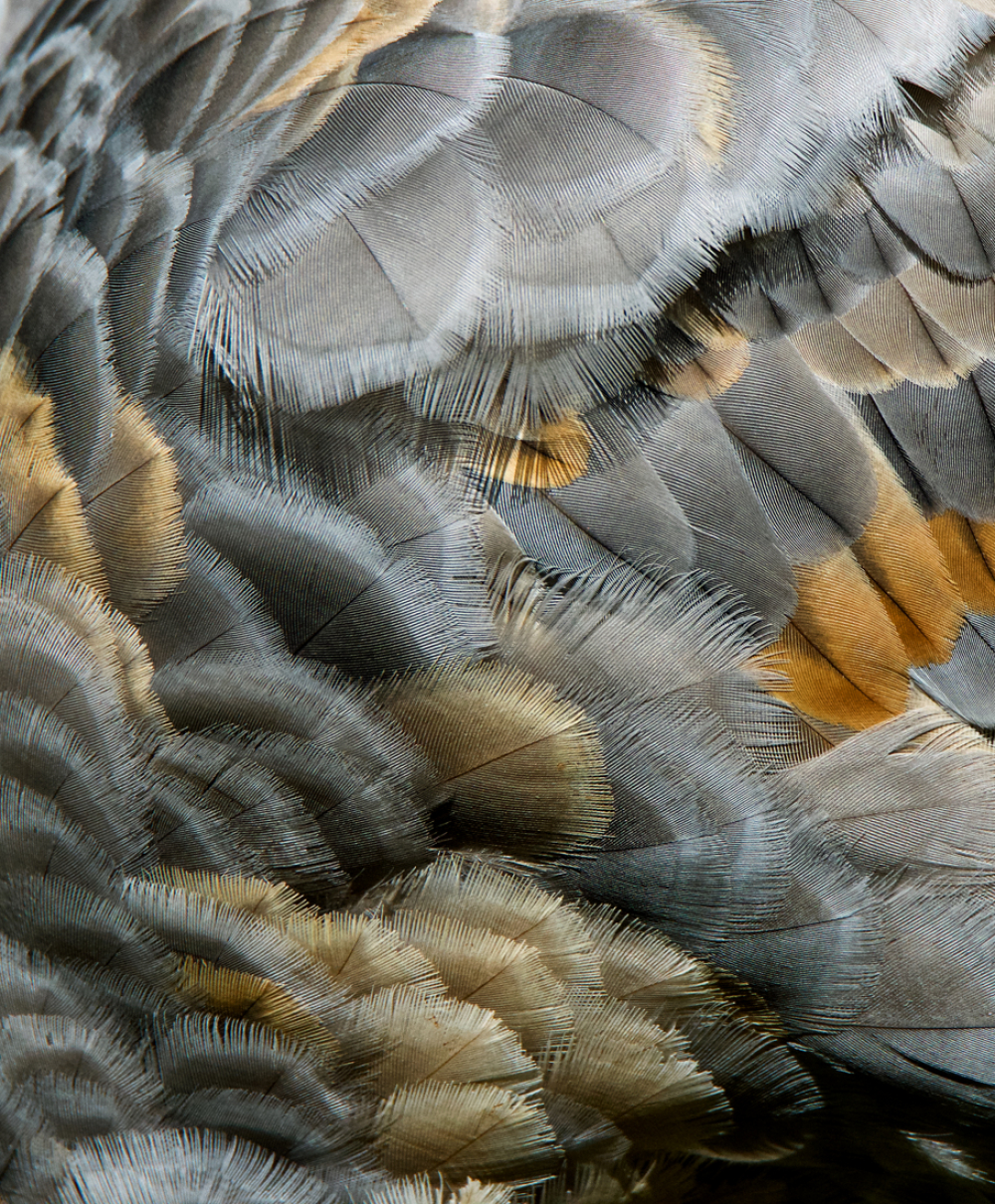 Crane feathers by michiganmike