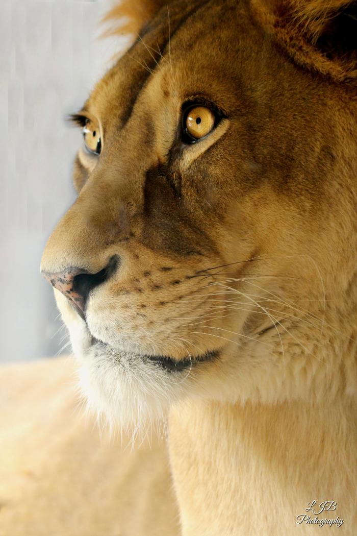 Lioness profile by Lilibug6