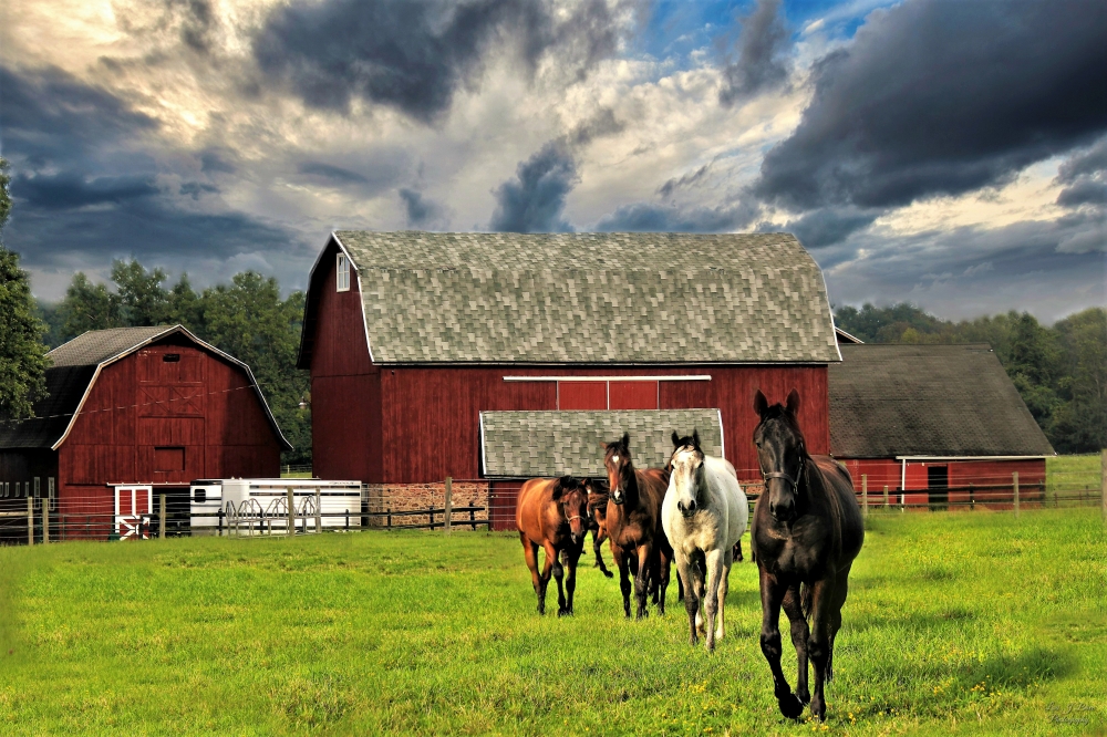 horses-on-the-farm-by-lilibug6