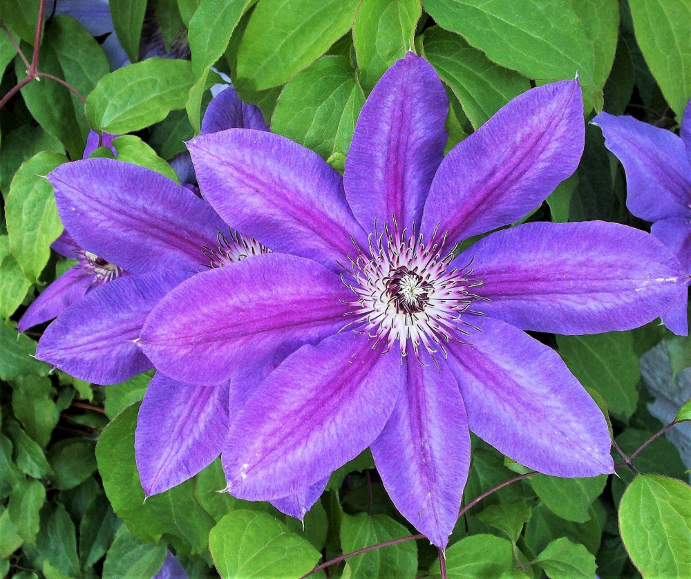 Purple Clematis by teri.olvera1