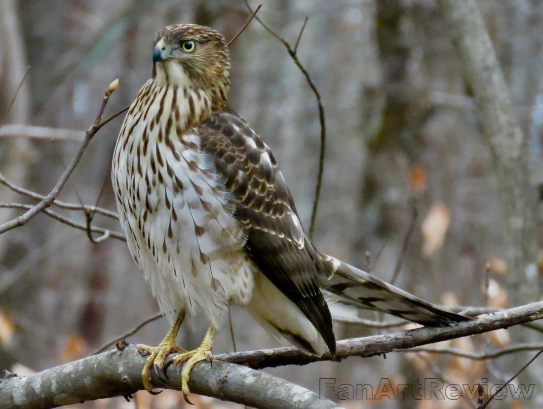 Lonesome Hawk by Joyous39