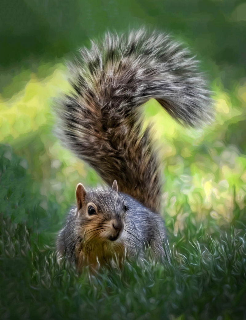 a-tail-of-one-squirrel-by-stringbean