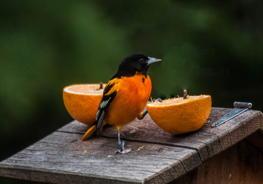 Is This Orange Taken? by bpellephoto