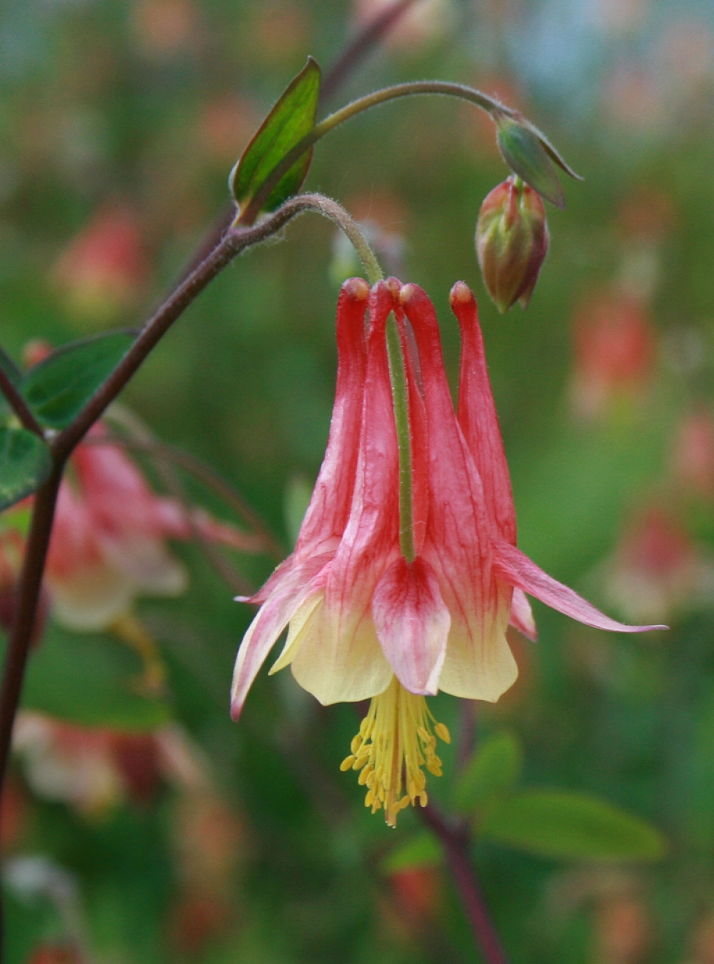 Little Lanterns Columbine by Barbara L.