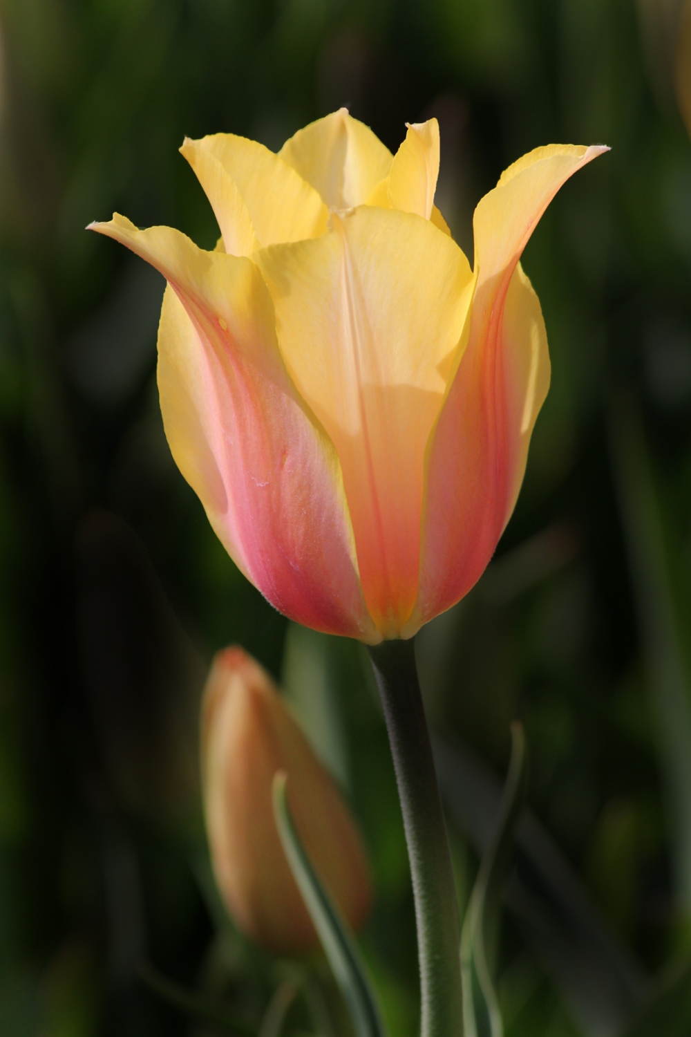 Springtime Tulip by Barbara L.