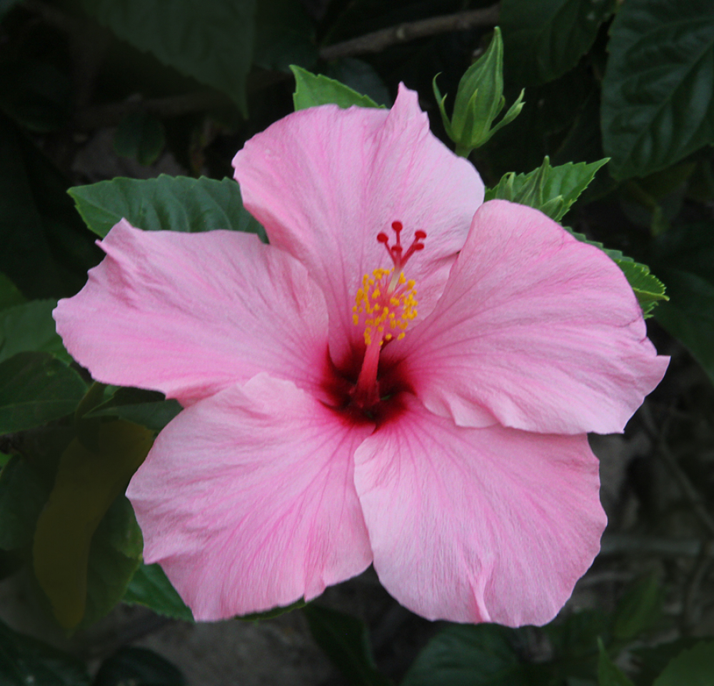 Pink Hibiscus by Barbara L.