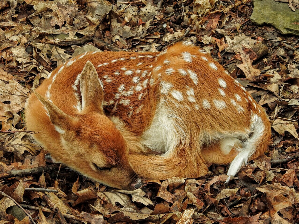 Sleepy Resting Deer - Diamond Painting 