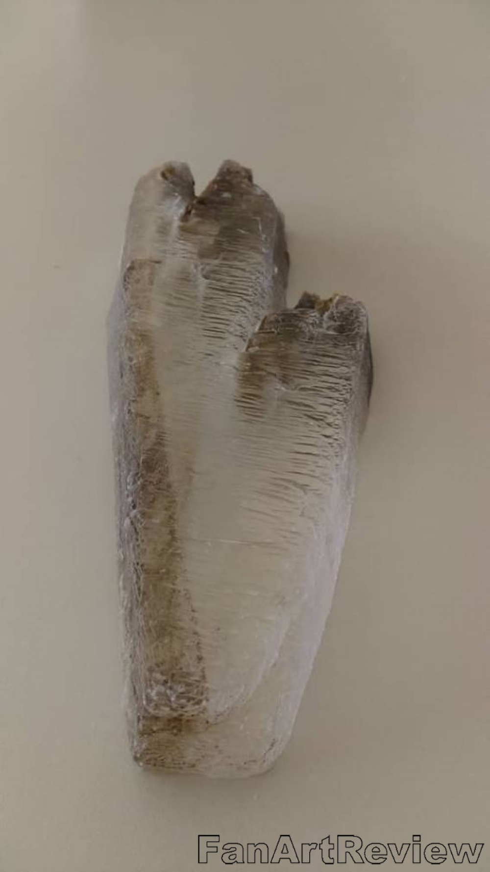 dinosaur foot preserved