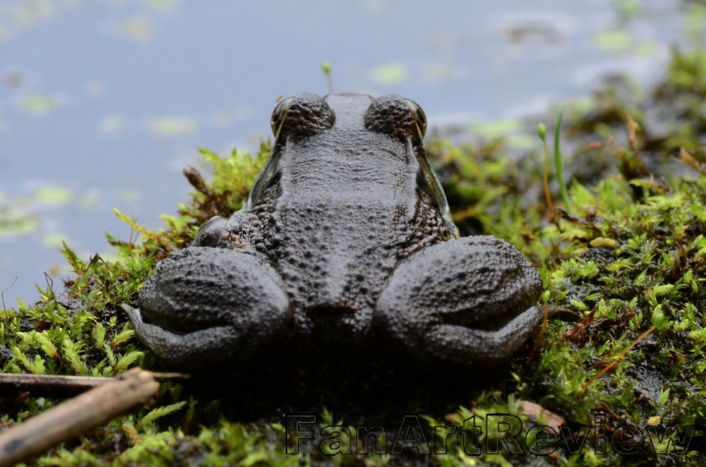 Frog on the swamp by Freelo59