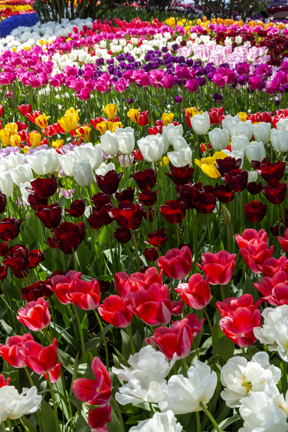 Tulip Extravaganza by Arthur2 