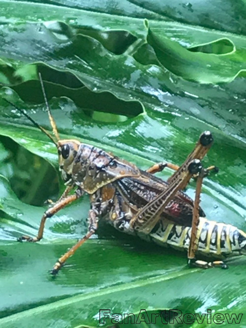 Lubber Grasshopper by Brenda Curley