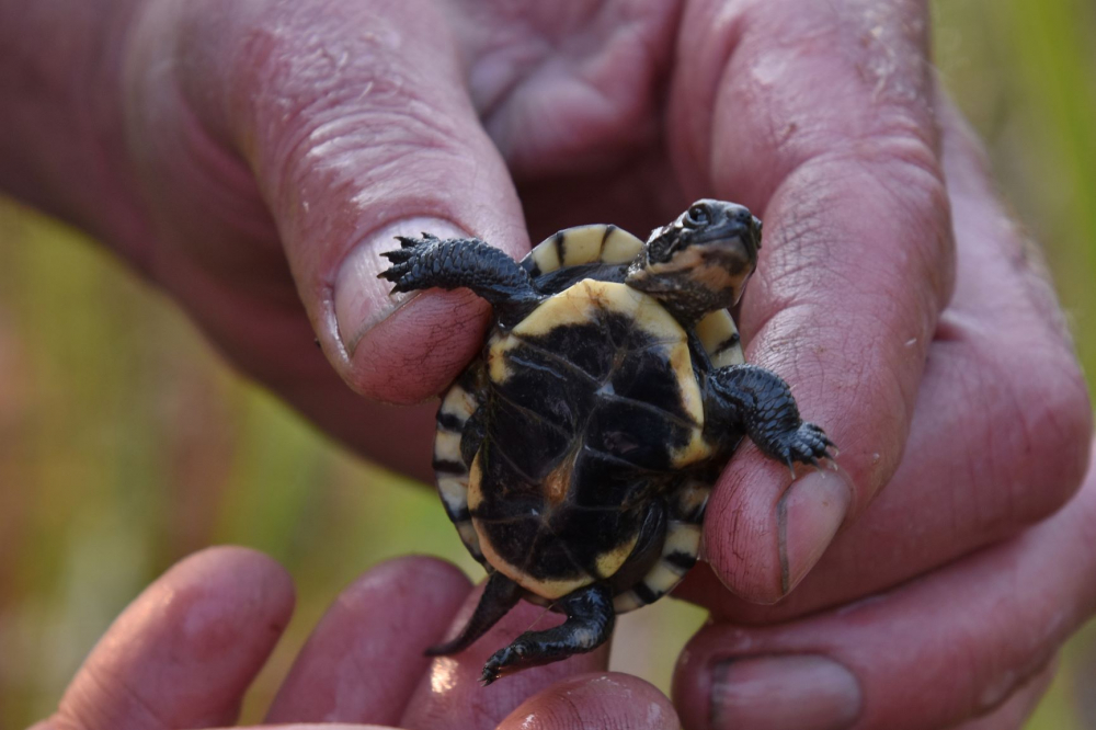 Baby Blanding's Turtle by Loriene