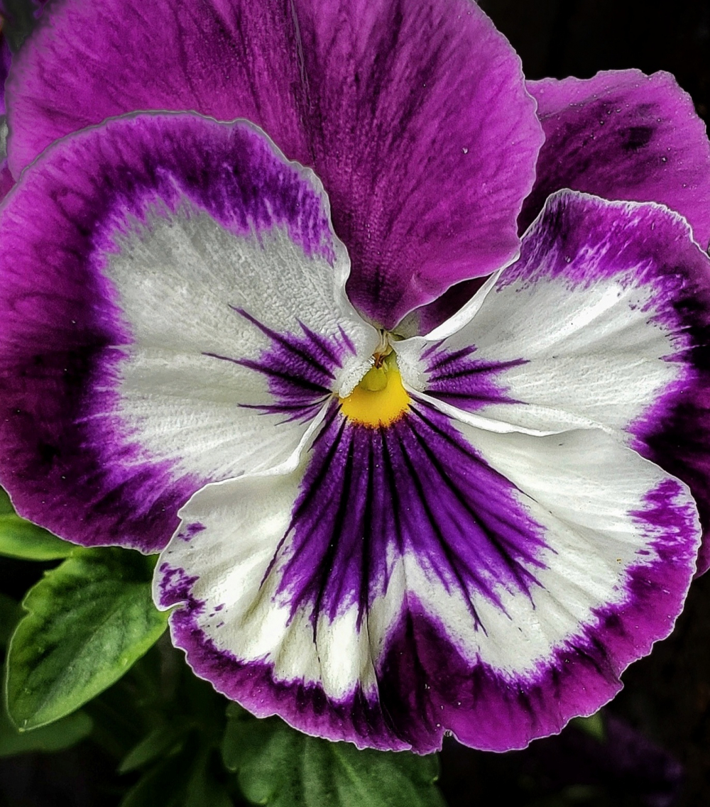 Giant Pansy face by Sgoolsby