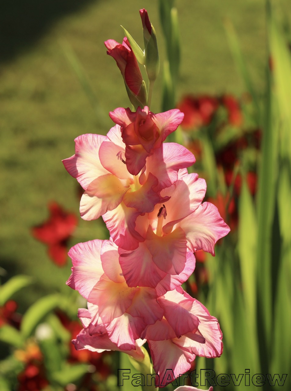 Glorious Gladiolus by lmplatt1