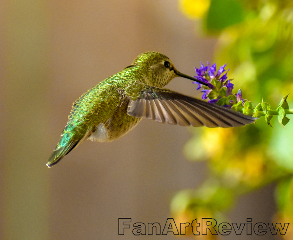 Hummingbird in flight by Allene Long