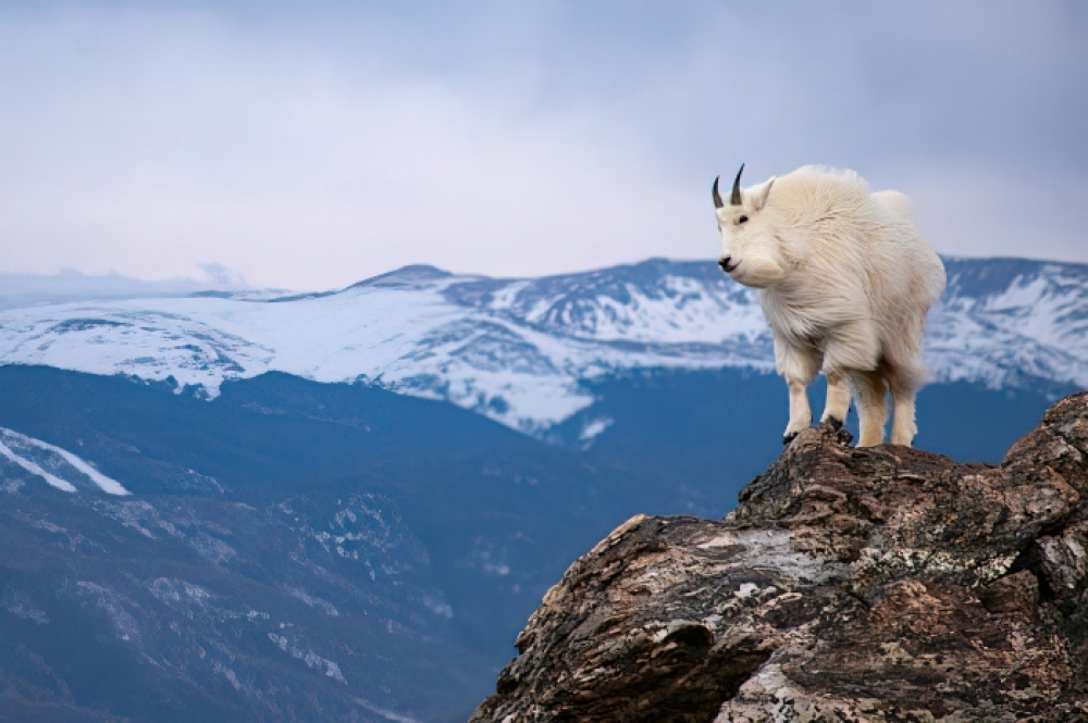 mountain-goat-vista-by-matthew-oliver