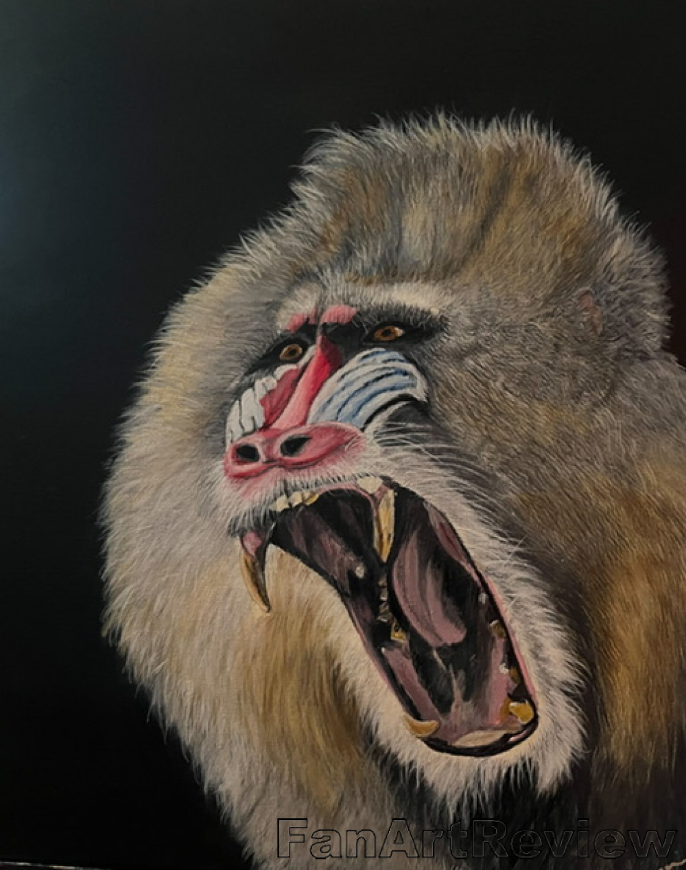 mandrill baboon drawing