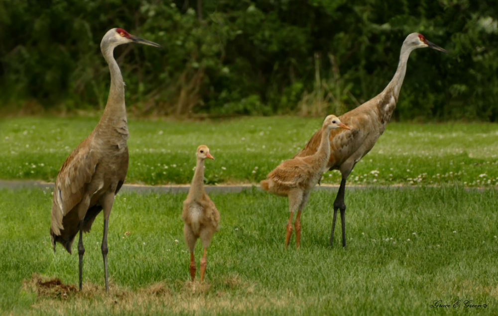 Crane Family by Envision