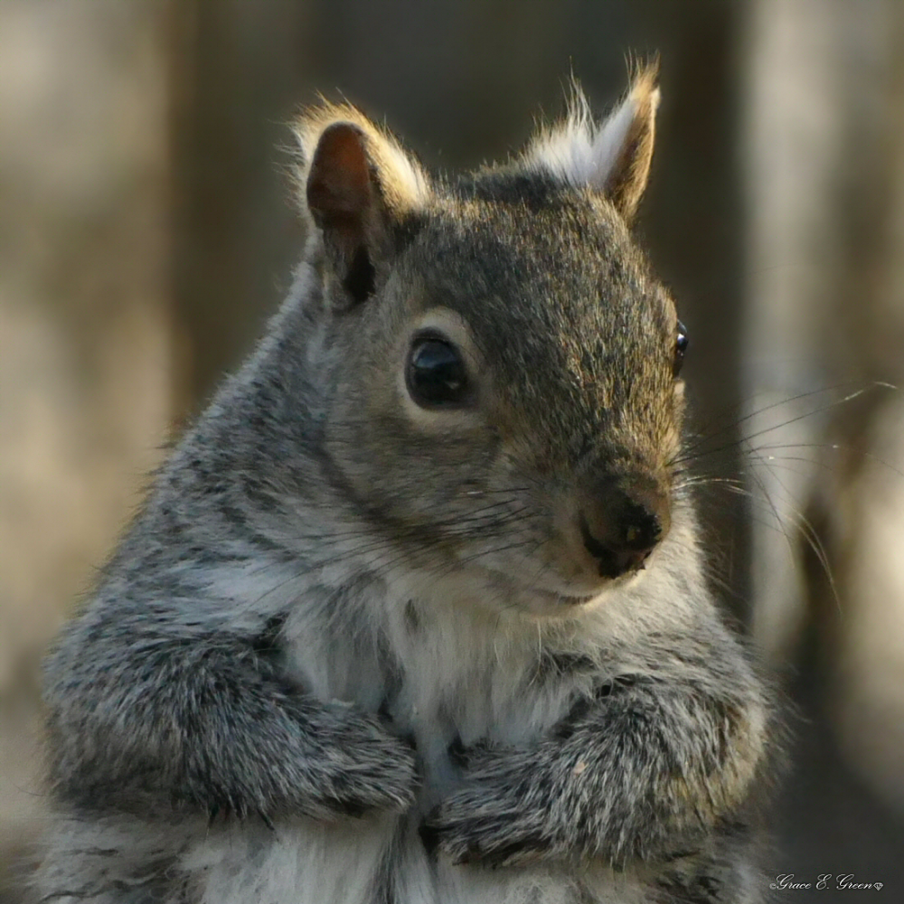 Squirrel in a Rush by Tina Crute