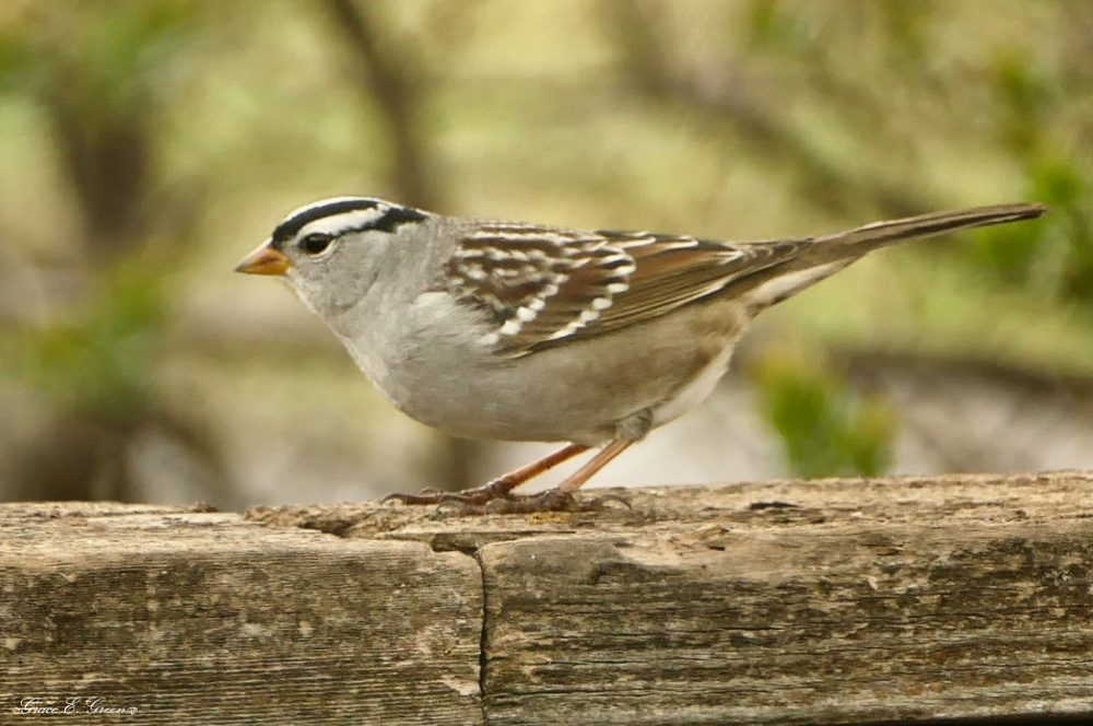 White-crowned Sparrow by Envision