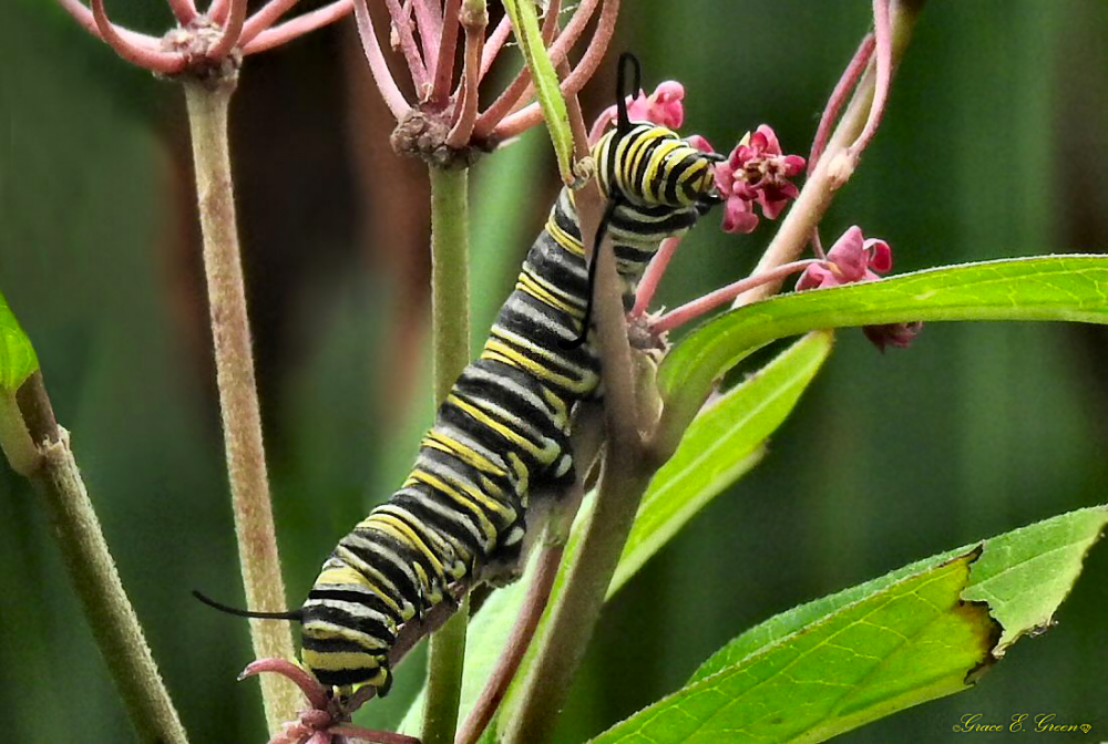 monarch-caterpillar-by-envision