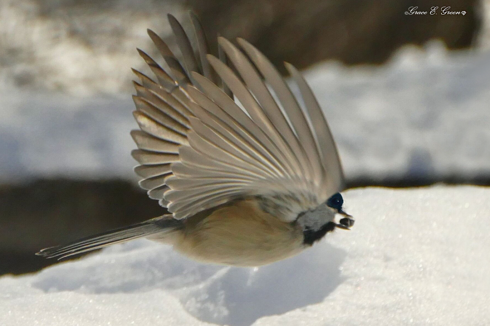 Fly By Chickadee by Envision